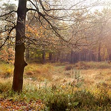 Zonneboom, Roden